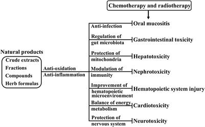 Natural Product Interventions for Chemotherapy and Radiotherapy-Induced Side Effects